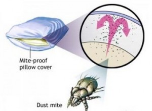 dust mite allergy and dust allergy