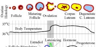 Menstrual Cycle