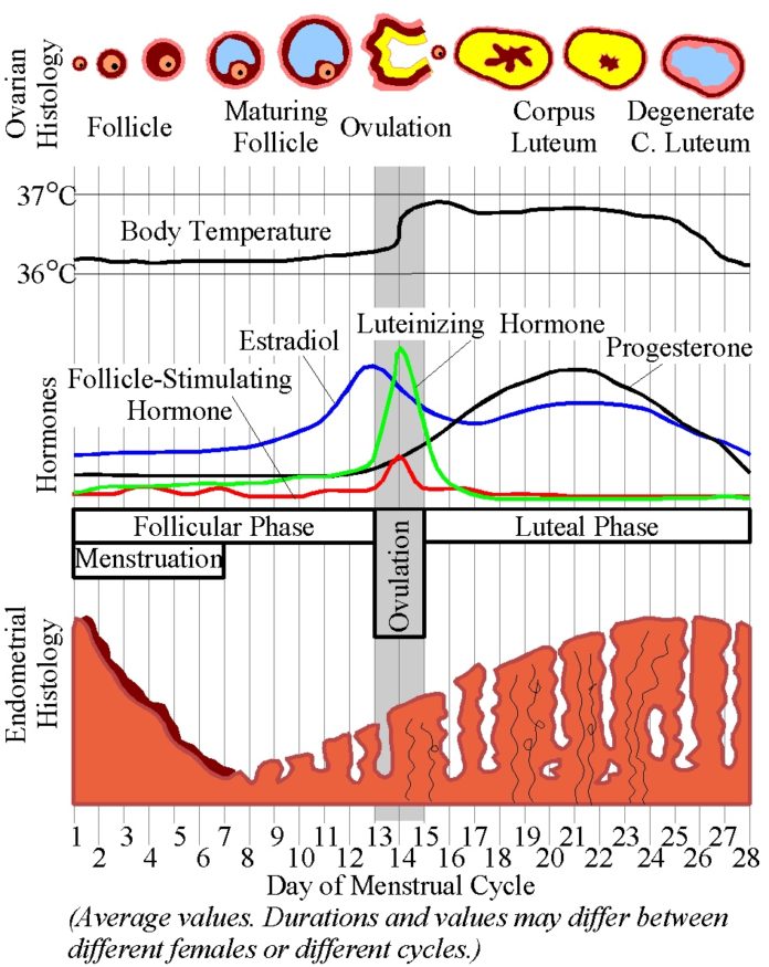 Menstrual Cycle Menstrual Cycle