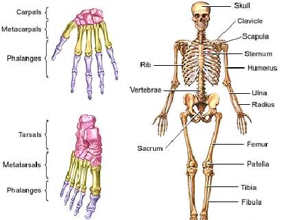 osteoporosis picture osteoporosis picture