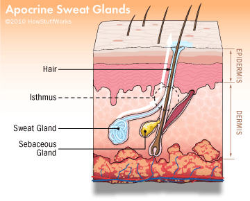 Armpit odor-apocrine | Current Health Advice, Health Blog Articles and Tips