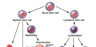 white and red blood cells