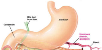 pancreas