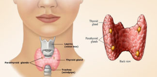 thyroid gland