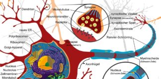 Structure of a nerve cell