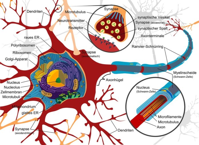 nerve-cell Structure of a nerve cell
