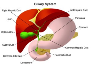 Biliary Dyskinesia | Current Health Advice, Health Blog Articles and Tips