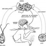 Brain Eating Amoeba life cycle