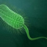 Brain Eating Amoeba pictures