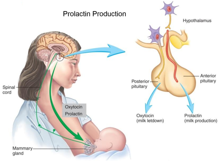 hyperprolactinemia hyperprolactinemia